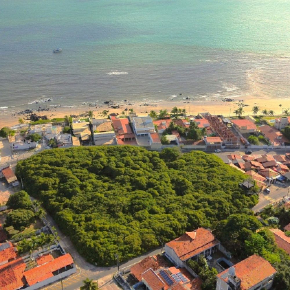 Maior Cajueiro 1